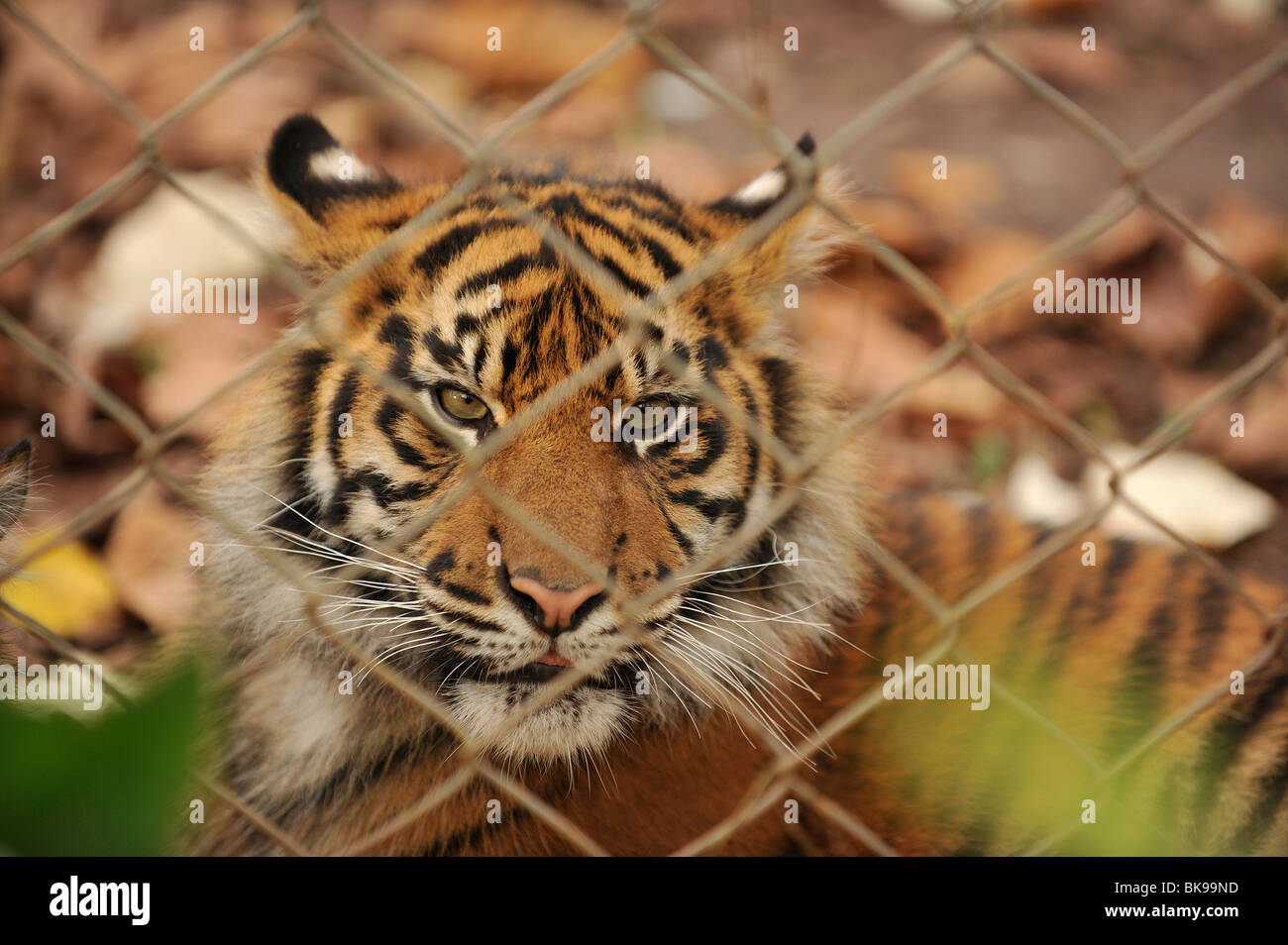 tigre in giardino zoologico Foto Stock