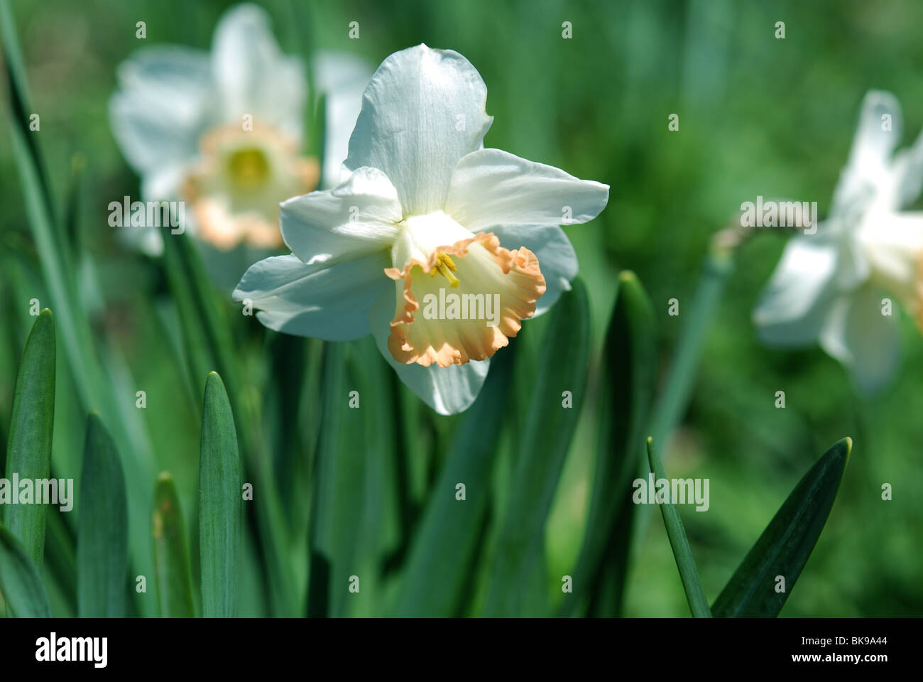 White daffodil fiori che fioriscono in primavera. Foto Stock