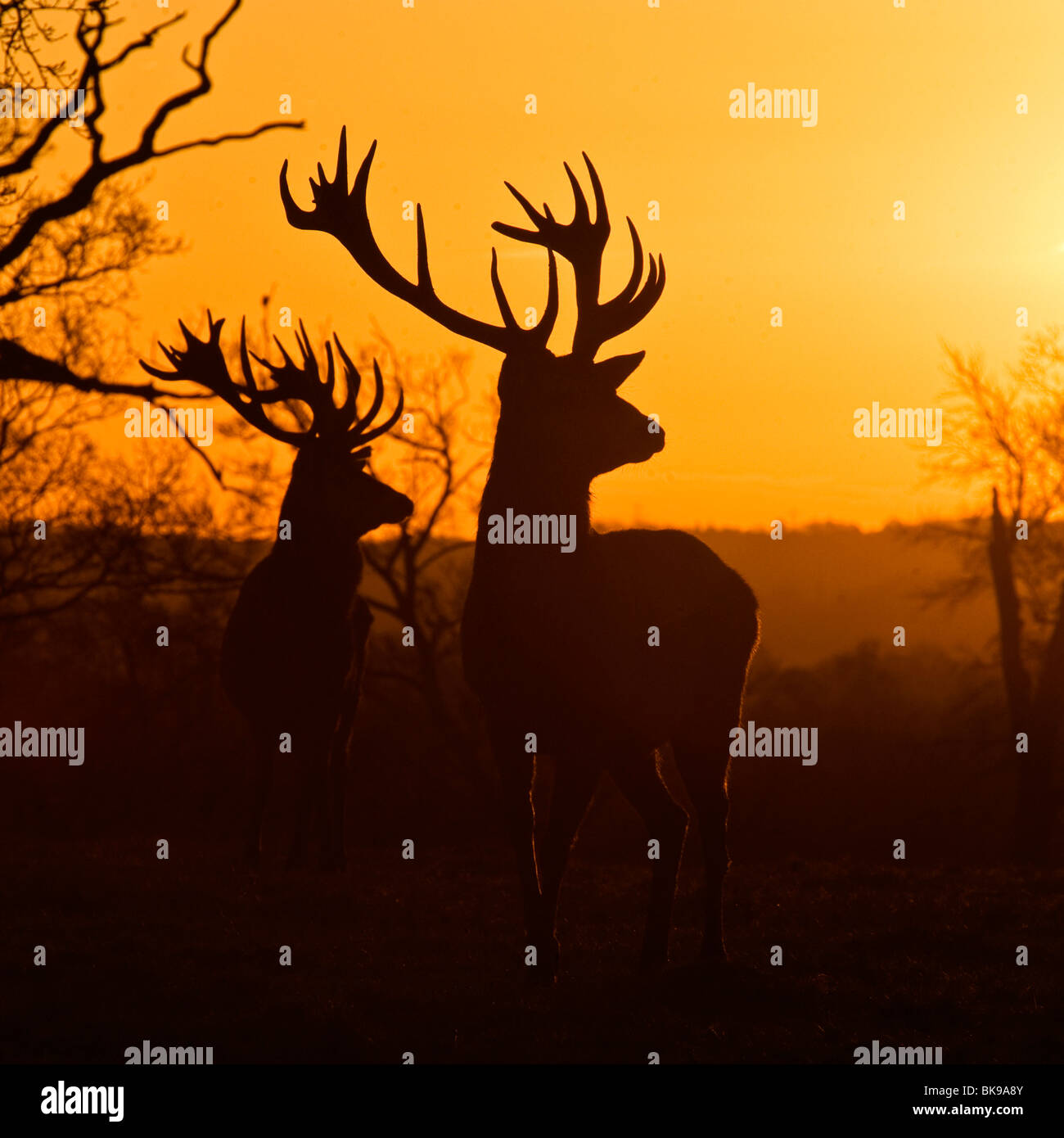Red Deer stagliano contro il sunrise Foto Stock