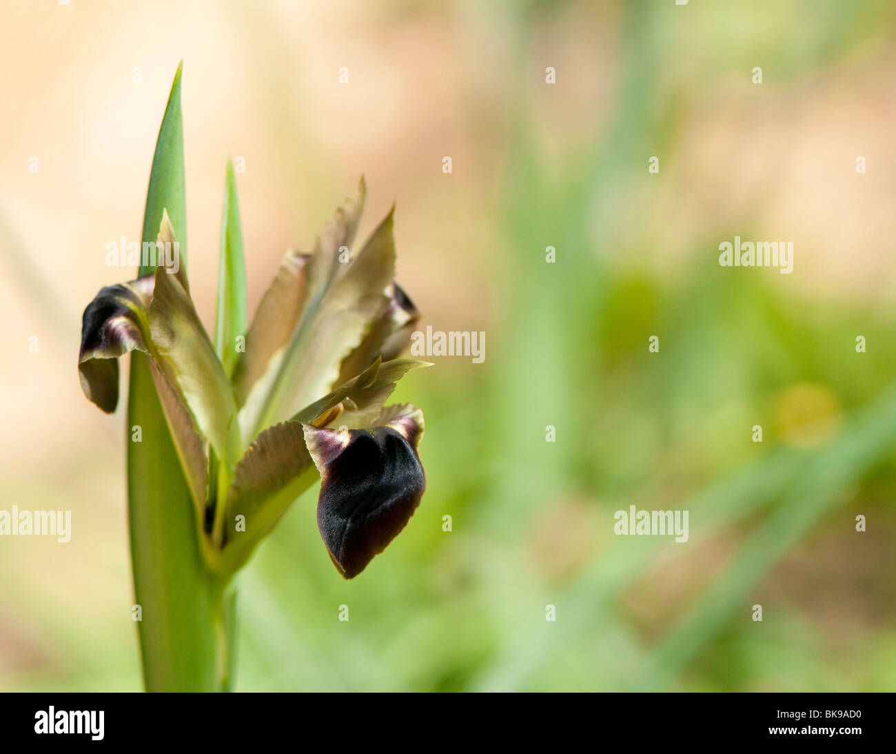 La vedova di iris, Hermodactylus tuberosa, in fiore in primavera Foto Stock