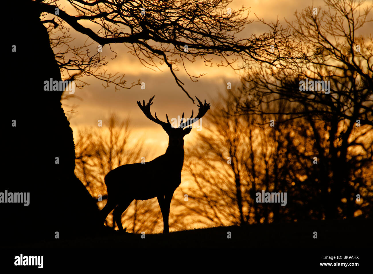 Red Deer stagliano contro il tramonto Foto Stock