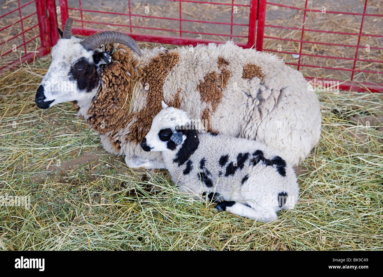 Giacobbe gli ovini e di agnello. Giacobbe pecore originato in Siria 3000 anni fa. Essi sono un patrimonio ovino NEGLI STATI UNITI Foto Stock