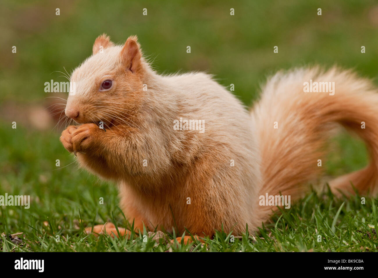 Albino Fox Squirrel sul terreno. Foto Stock