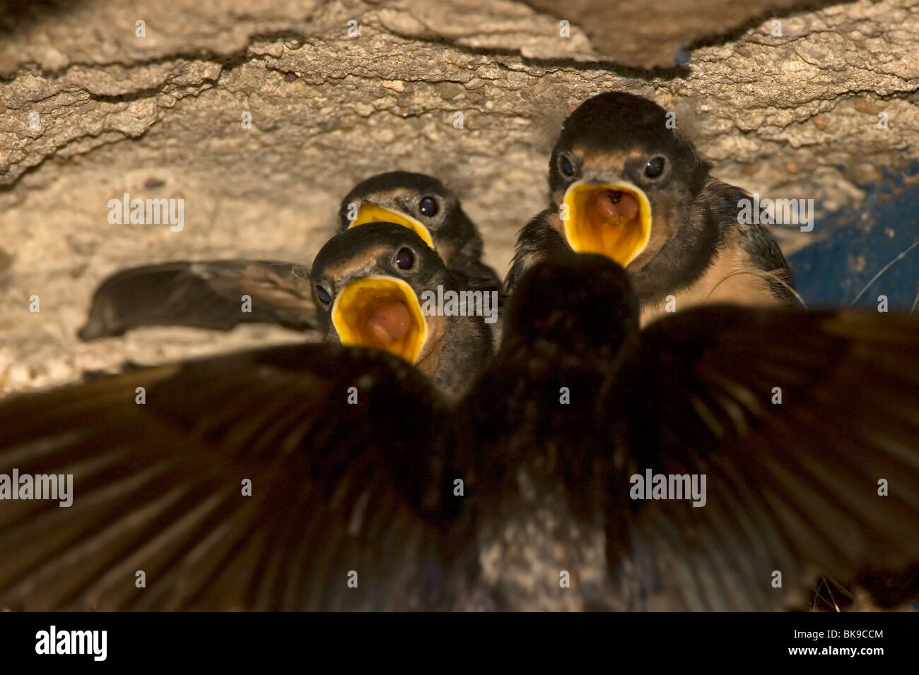 Alimentazione dei giovani rondini (Hirundo rustica) Foto Stock