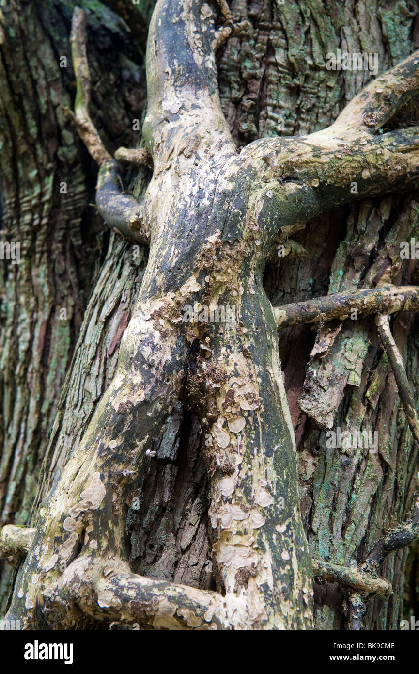 Tessitura creata dalla crescita di edera sulla corteccia di albero; Edera è un parassita di fare affidamento su una struttura host per i nutrienti Foto Stock