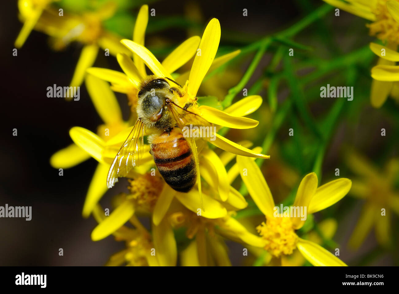 Bee raccogliendo il polline su un fiore giallo nel Parco Nazionale di Zion, Utah, Stati Uniti d'America Foto Stock