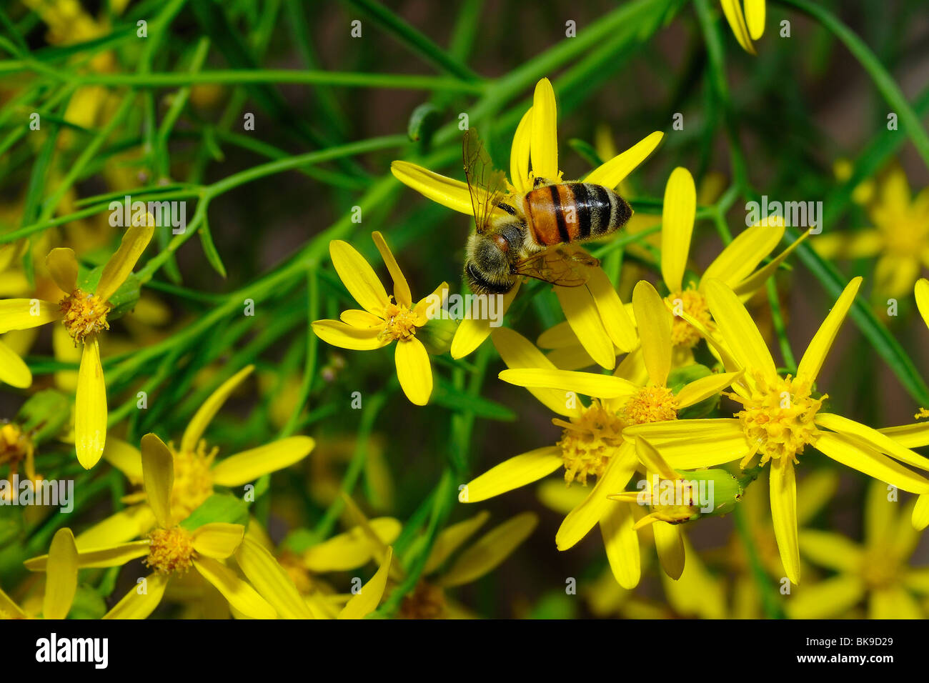 Bee raccogliendo il polline su un fiore giallo nel Parco Nazionale di Zion, Utah, Stati Uniti d'America Foto Stock