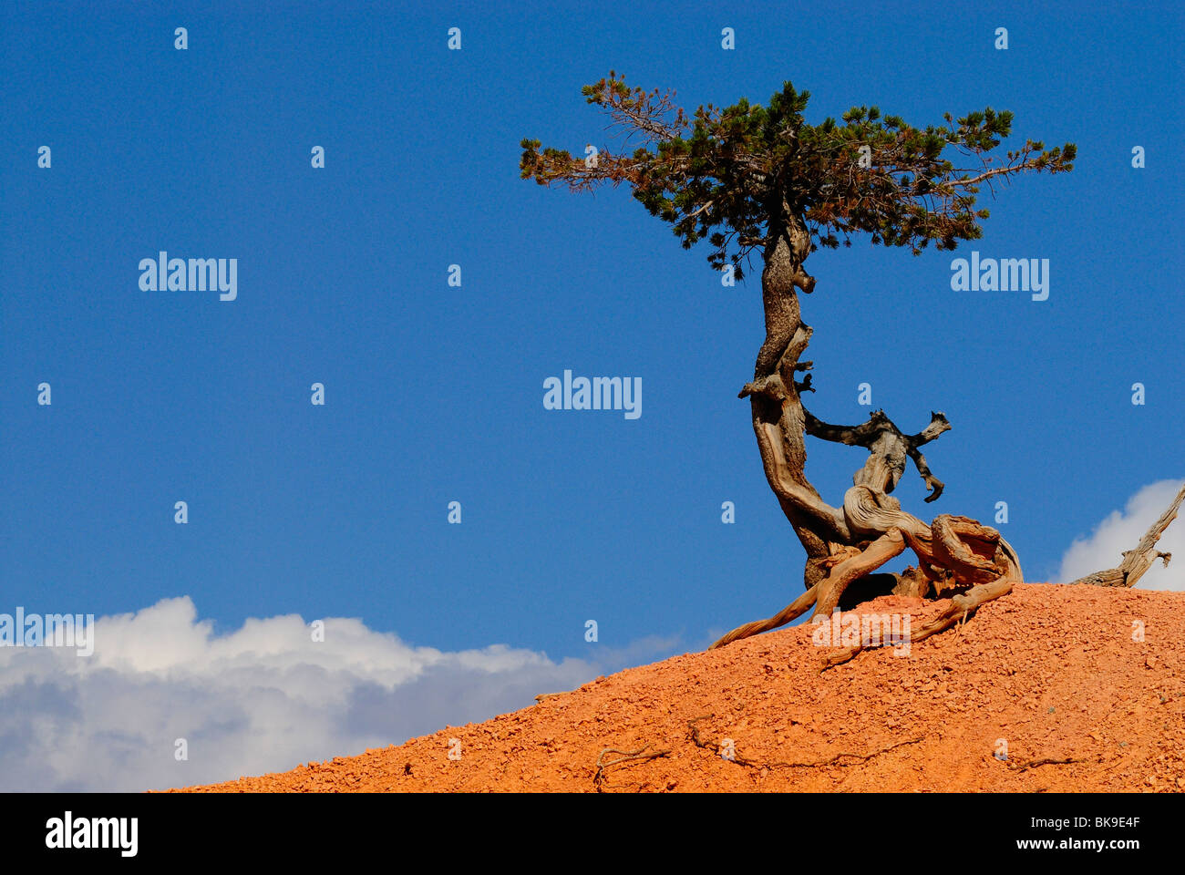 Grande bacino bristlecone pine in Bryce Canyon da un peek boo loop, Utah, Stati Uniti d'America Foto Stock