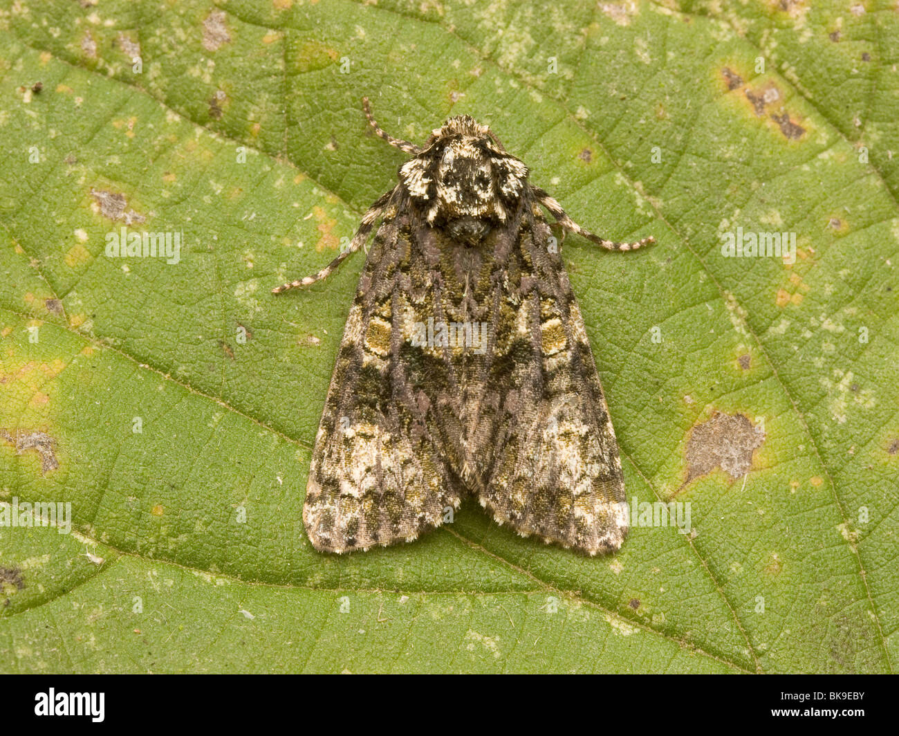 Coronet (Craniophora ligustri) sulla foglia di ortica Urtica dioica), il cibo larvale impianto. Foto Stock