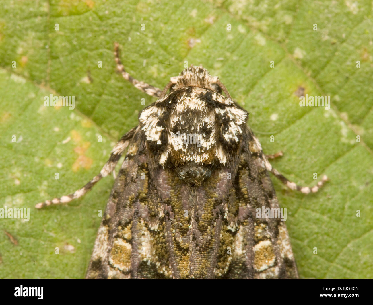 Dettaglio del torace con il cranio la marcatura del Coronet (Craniophora ligustri) sulla foglia di ortica Urtica dioica), il cibo larvale impianto. Foto Stock