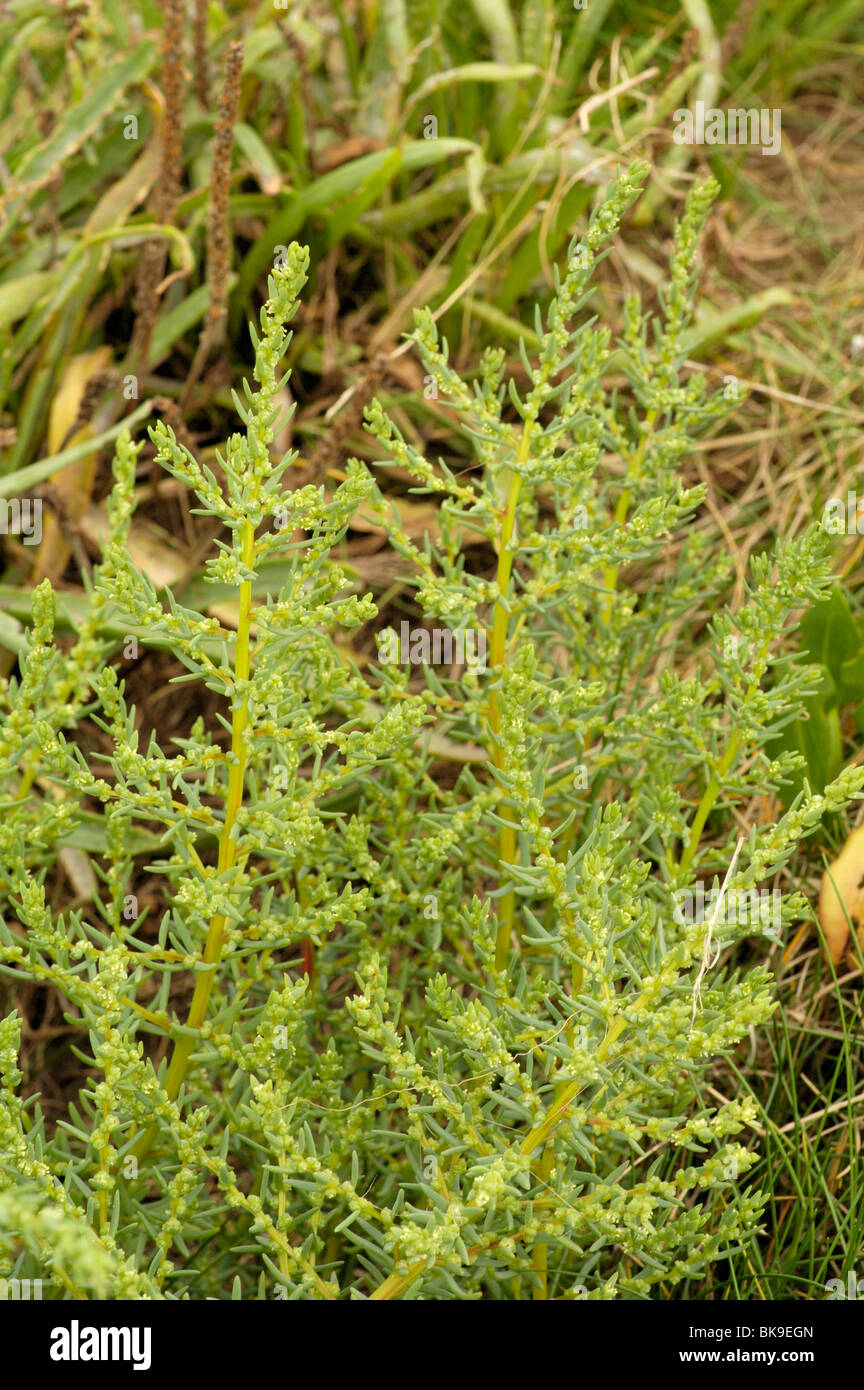 Mare annuale-blite Foto Stock