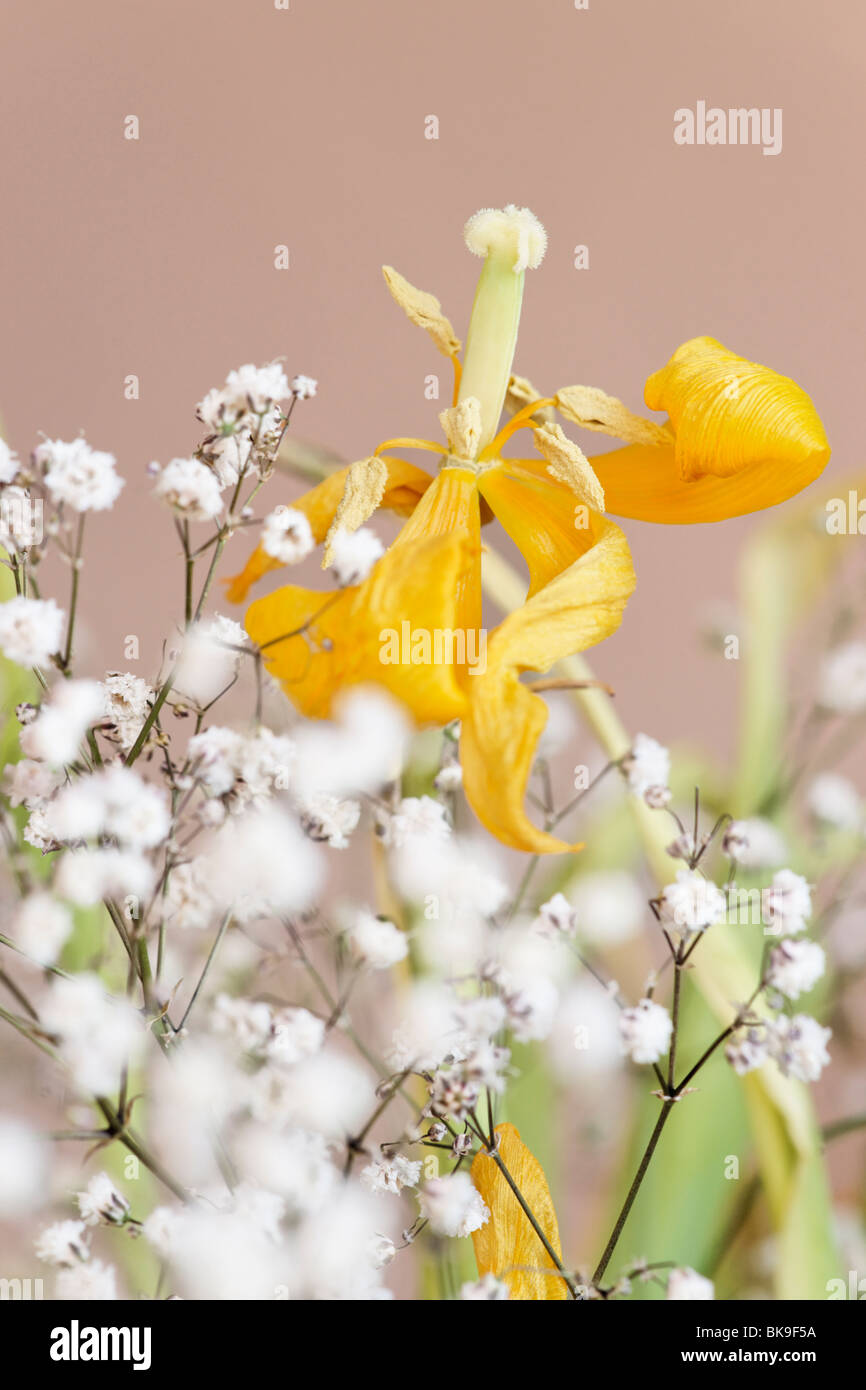 Morendo tulip flower e gypsophila Foto Stock