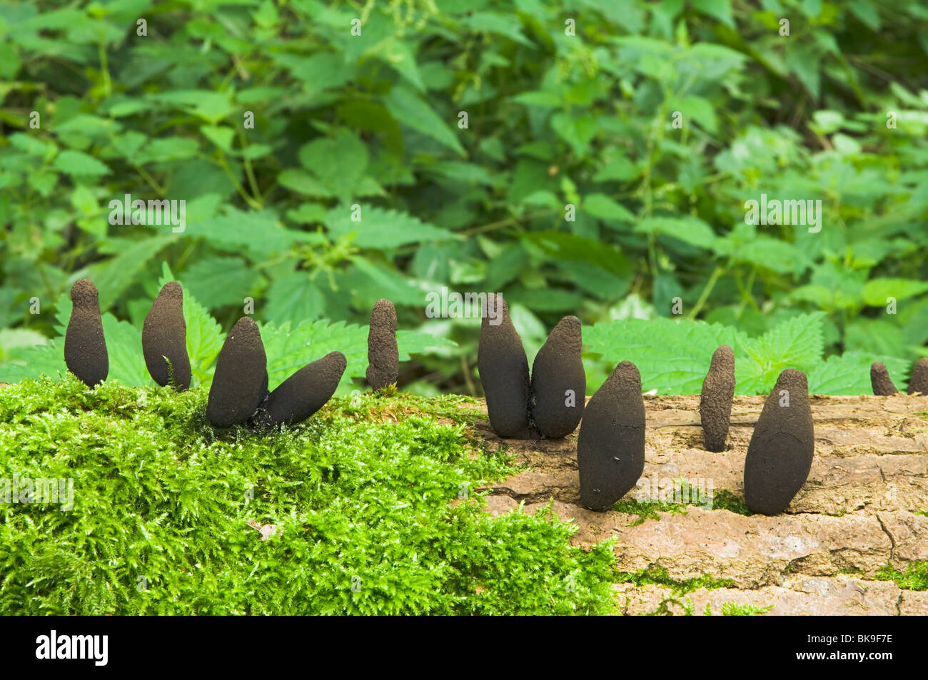 Ancora dieci membri dell'Uomo Morto le dita sono in attesa per voi in una struttura ad albero sdraiato. Foto Stock