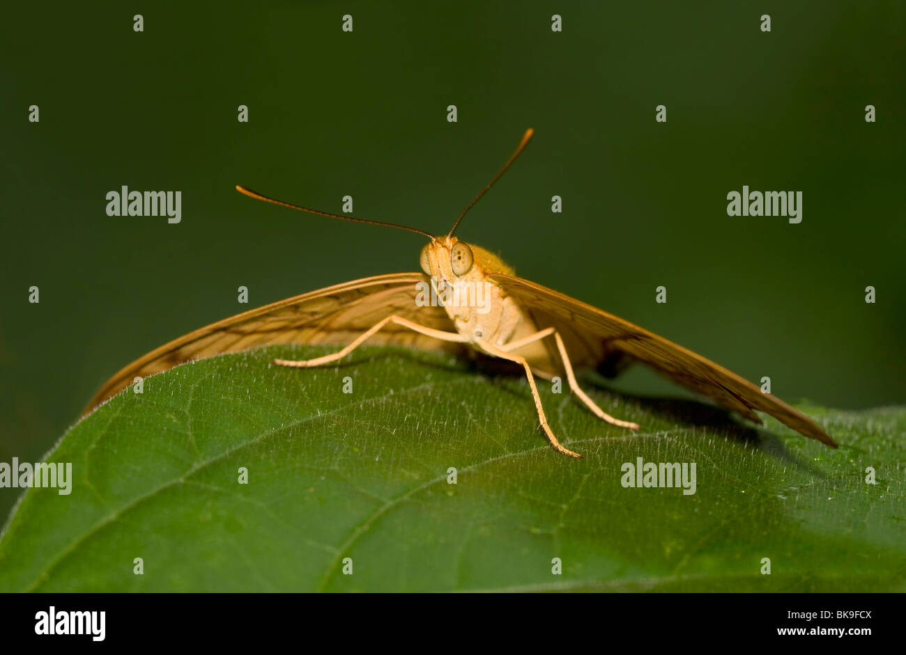 Cruiser butterfly (Vindula erota) su una foglia Foto Stock