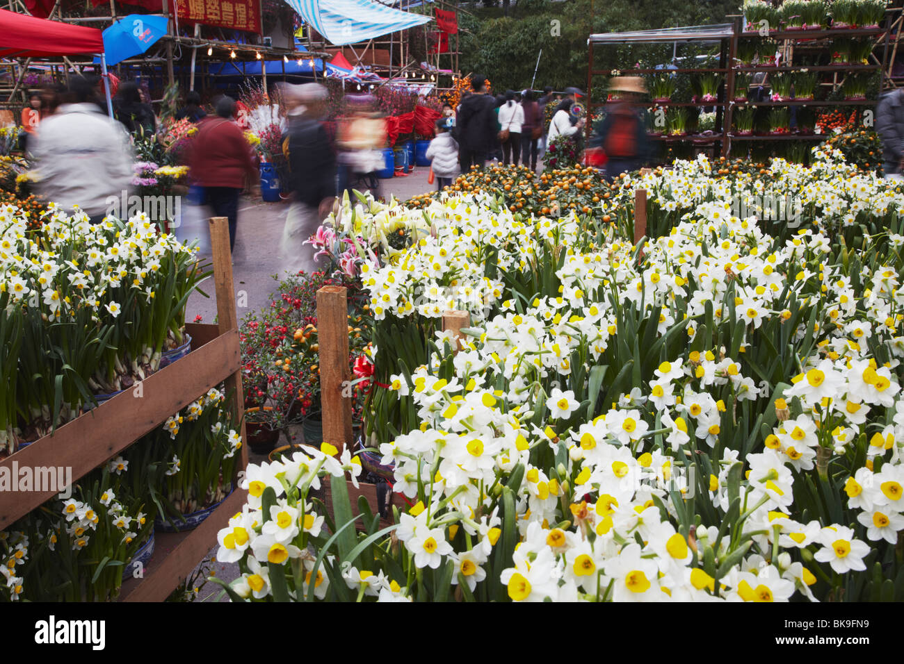 Giunchiglie in vendita presso il mercato dei fiori per il Capodanno cinese, Mongkok, Kowloon, Hong Kong, Cina Foto Stock