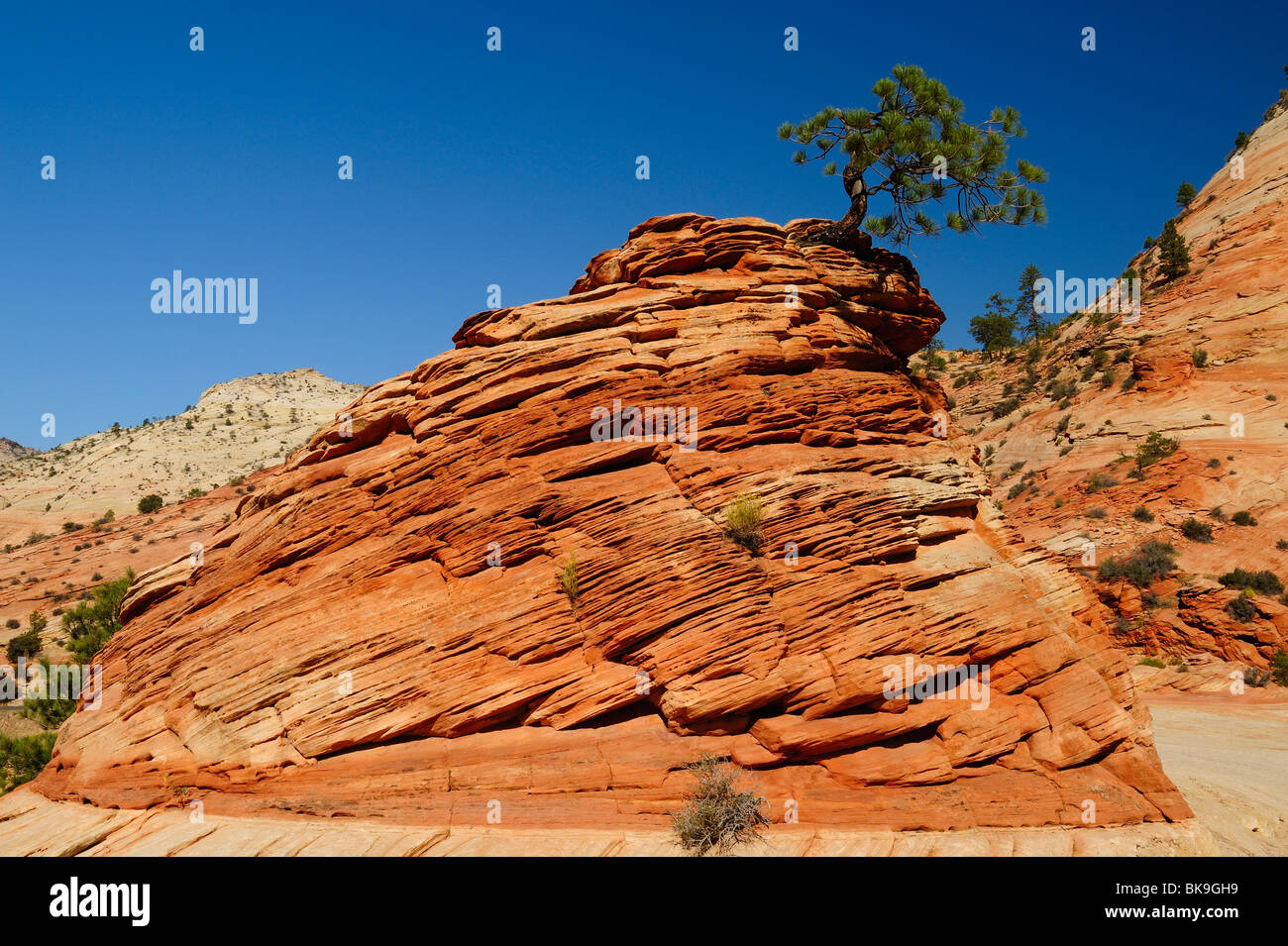 Albero che cresce una roccia nel Parco Nazionale di Zion, Utah, Stati Uniti d'America Foto Stock