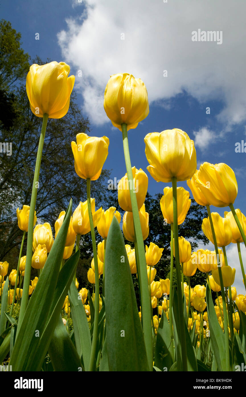 Campo di tulipani vicino fiori colori giallo natura sky garden tulipani tulipanes verticale Foto Stock
