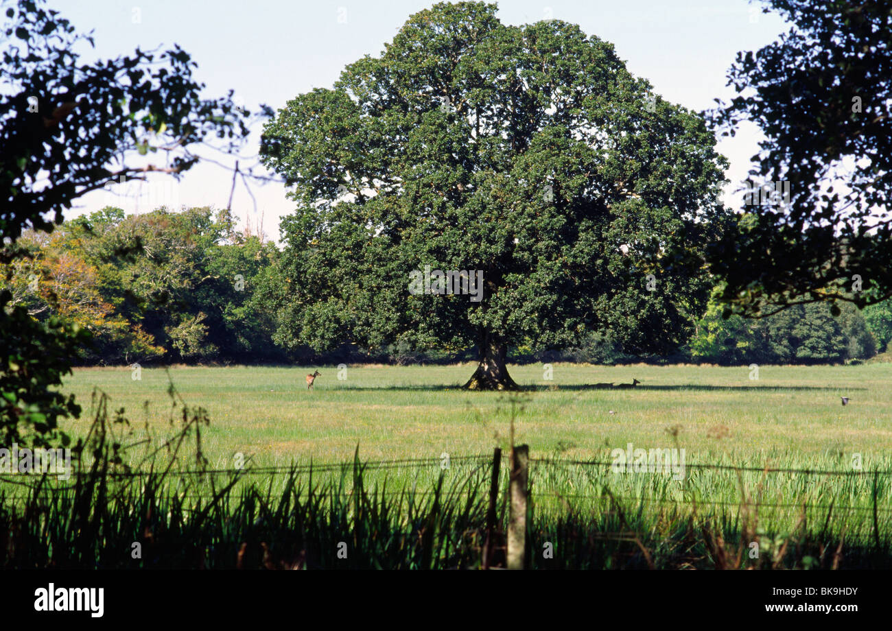 Albero in Killarney House e giardini, nella contea di Kerry, Irlanda, nel settembre 2009. Foto Stock