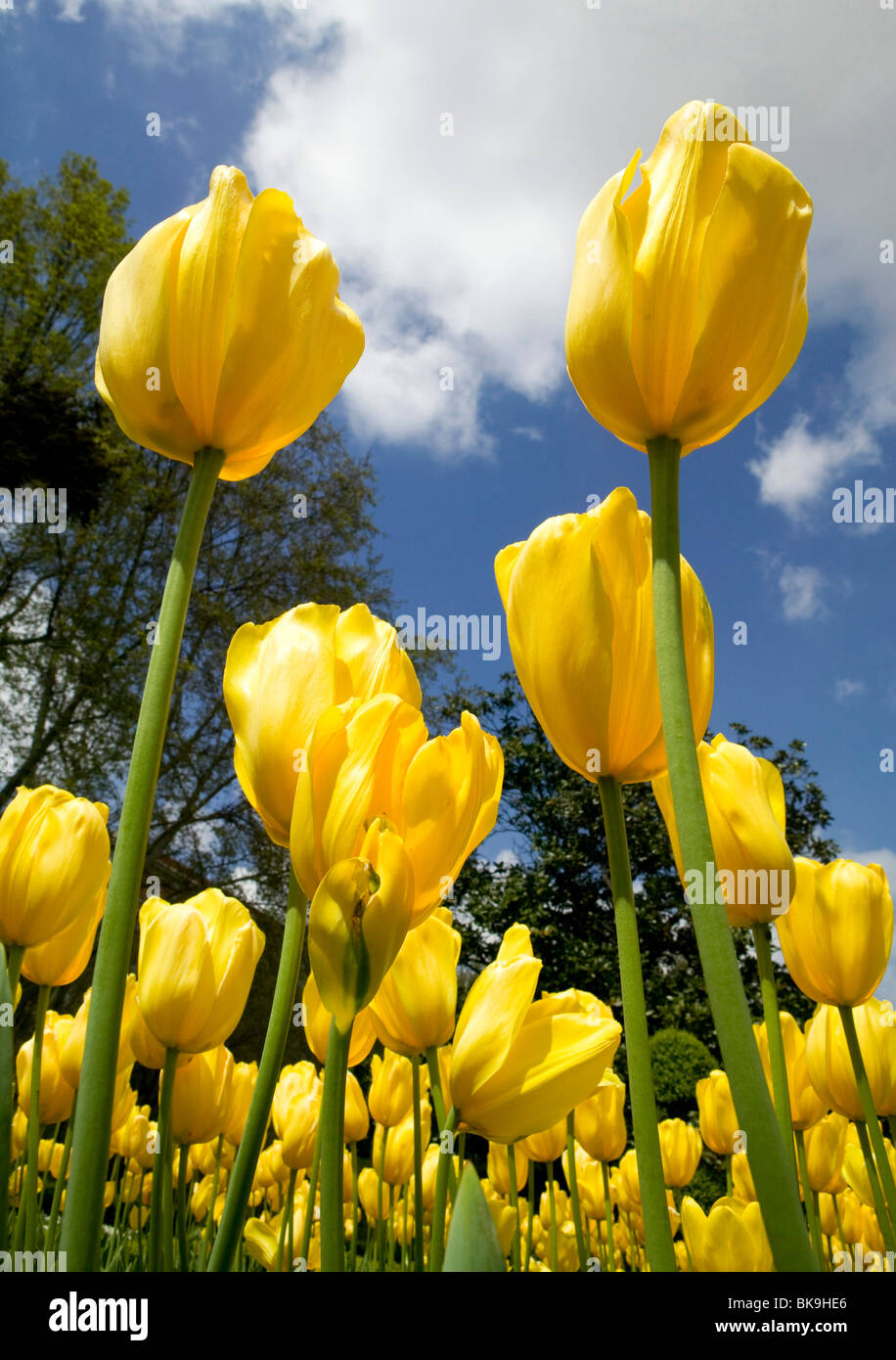 Campo di tulipani vicino fiori colori giallo natura sky garden tulipani tulipanes verticale Foto Stock