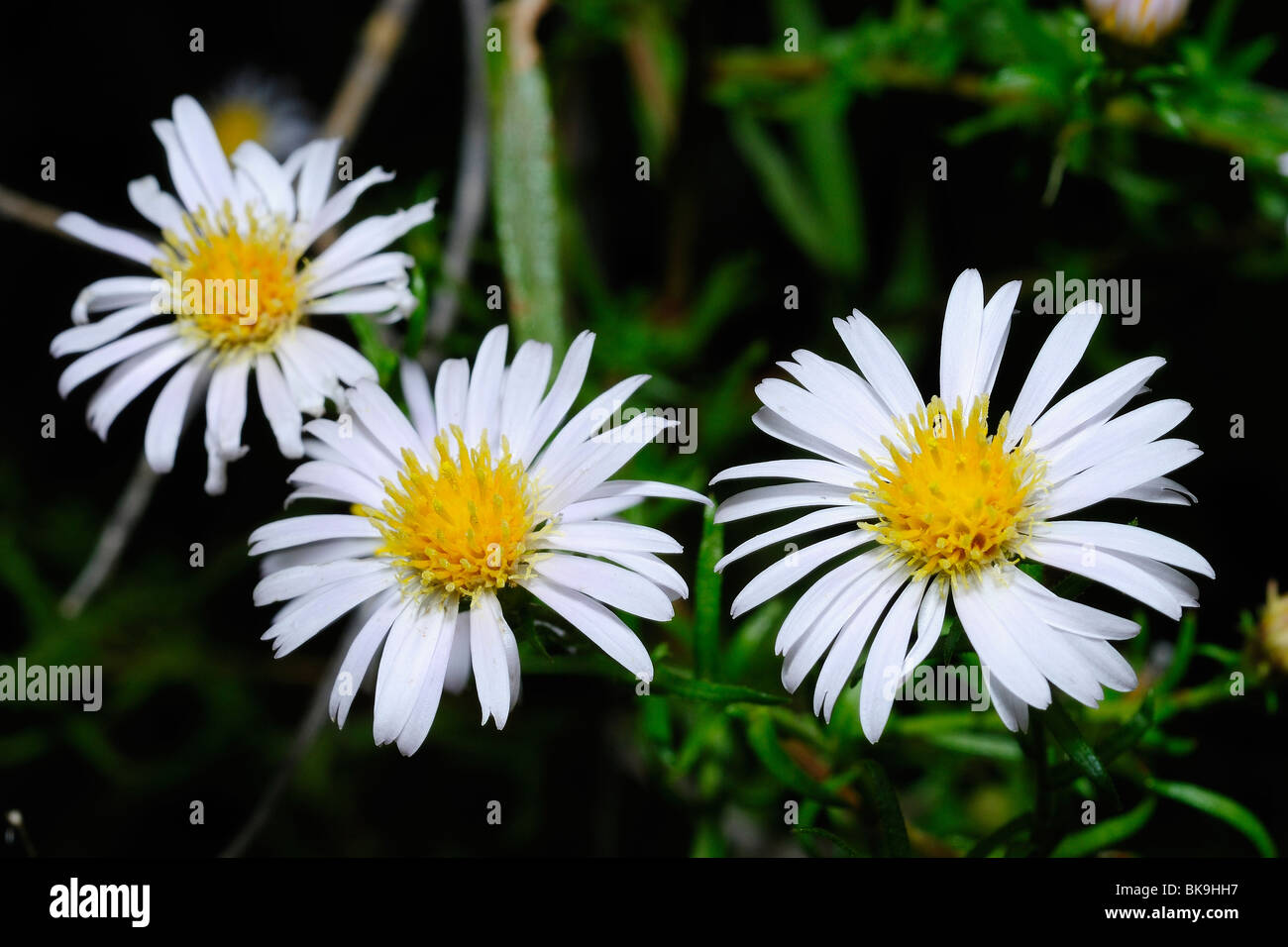 Daisy bianca fiore nel Parco Nazionale di Zion, Utah, Stati Uniti d'America Foto Stock