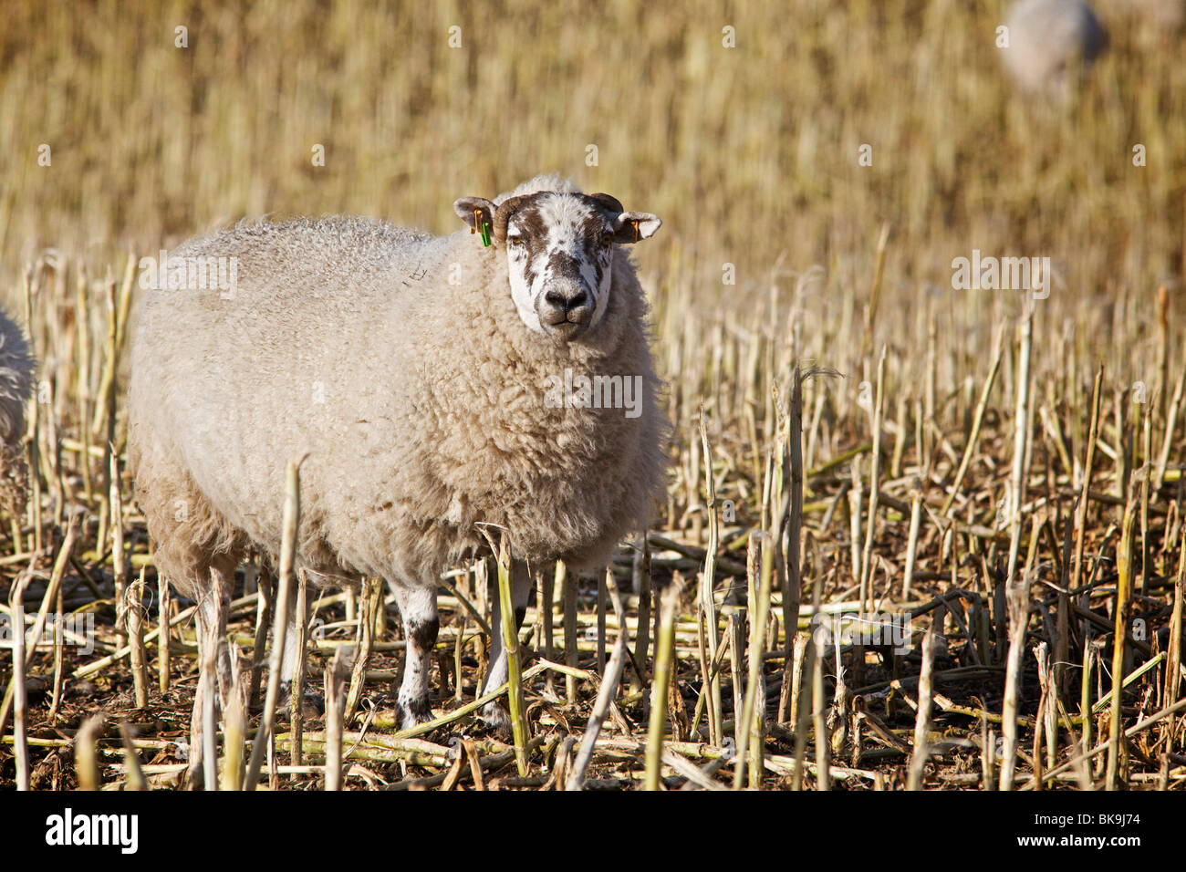 Alimentazione di pecore in un campo di cavoli di Bruxelles Foto Stock