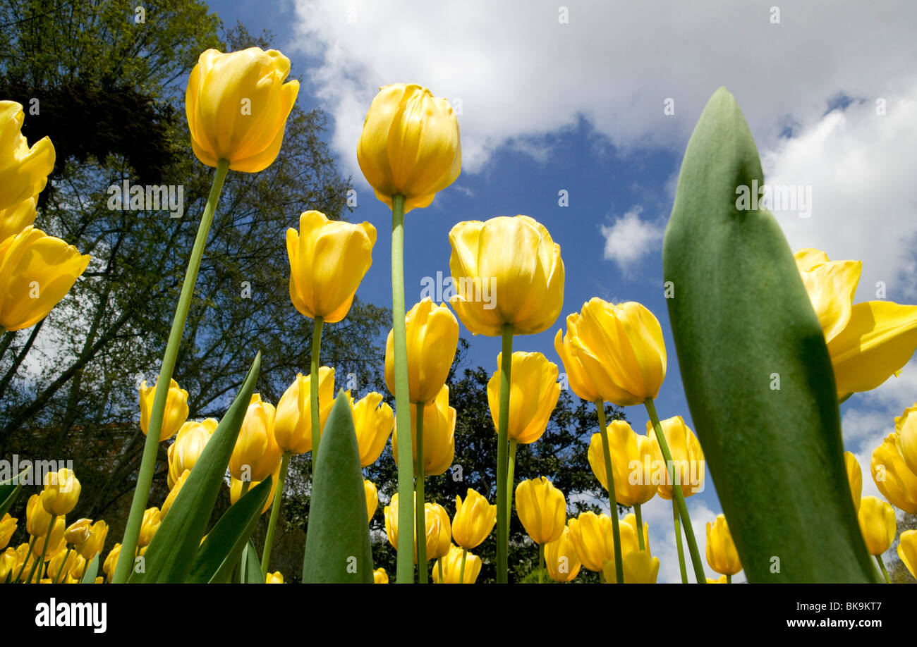 Campo di tulipani vicino fiori colori giallo natura sky garden tulipani tulipanes orizzontale Foto Stock