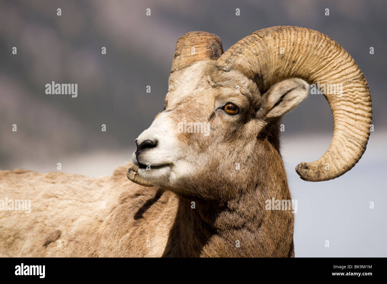 Un ritratto di una giovane montagna rocciosa pecore. Foto Stock