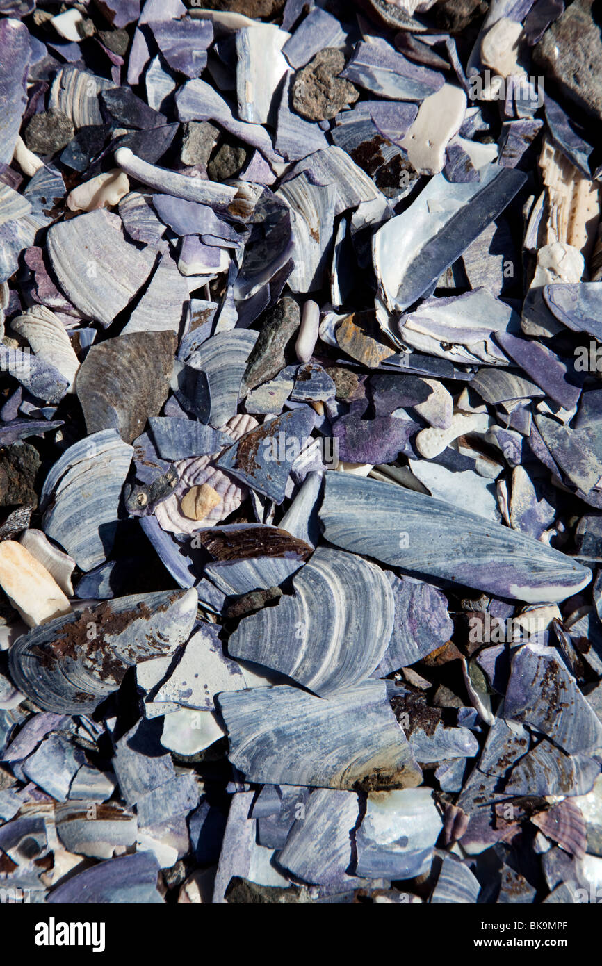 Close-up di piccoli pezzi di guscio sulla spiaggia Foto Stock