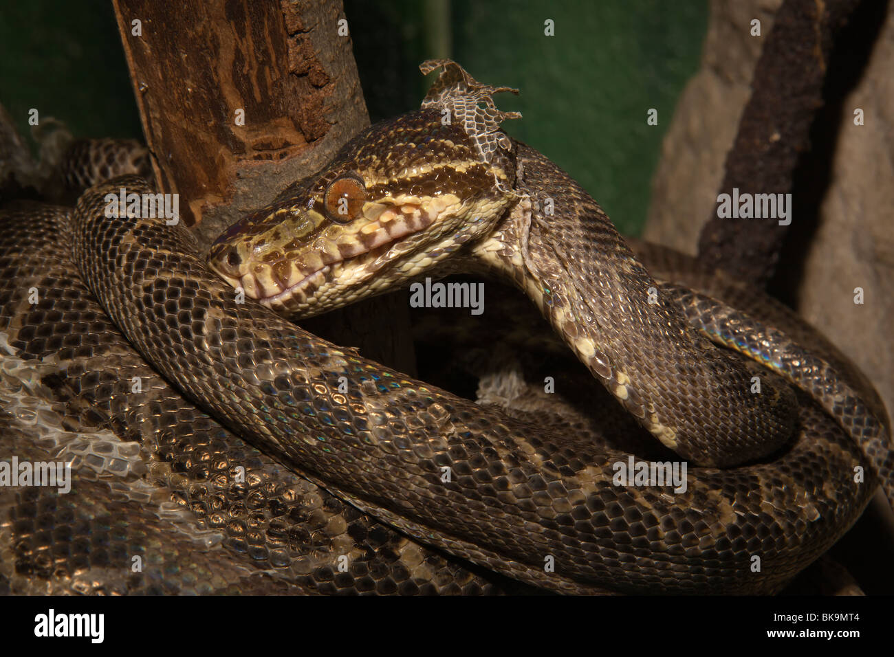 Amazon Tree Boa (Corallus hortulanus) Foto Stock