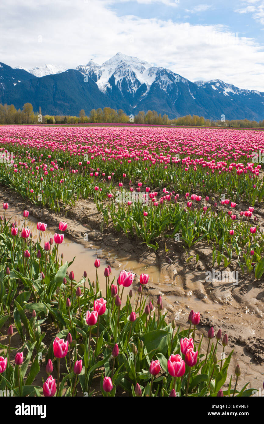Tulip festival presso Chiliwack, Canada Foto Stock