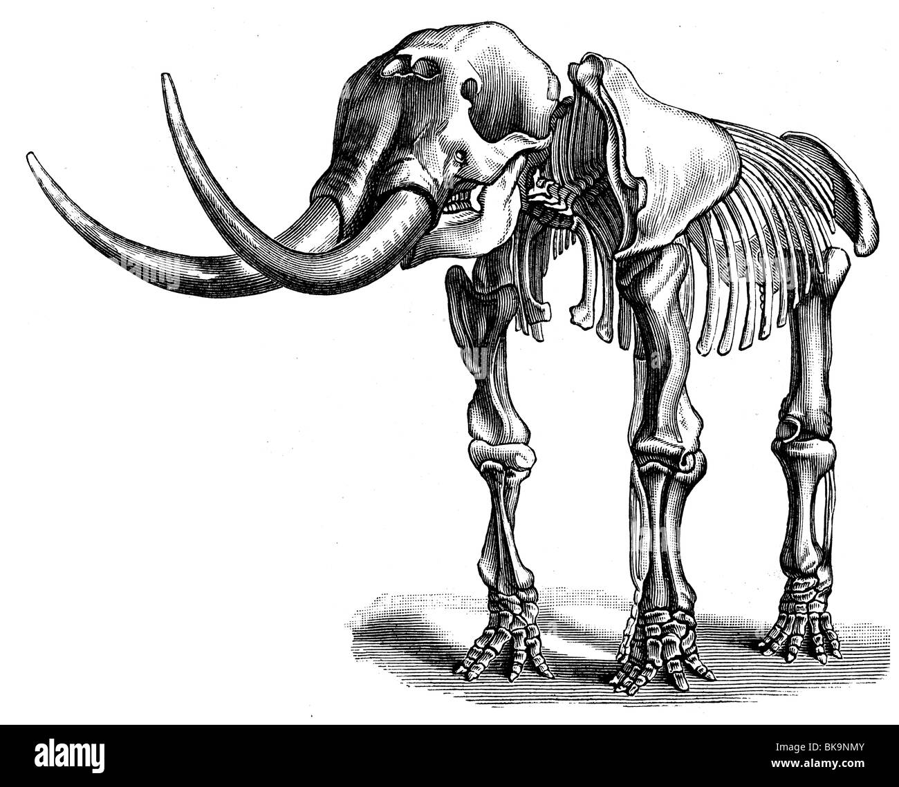 Mastodon giganteus skelett immagini e fotografie stock ad alta ...