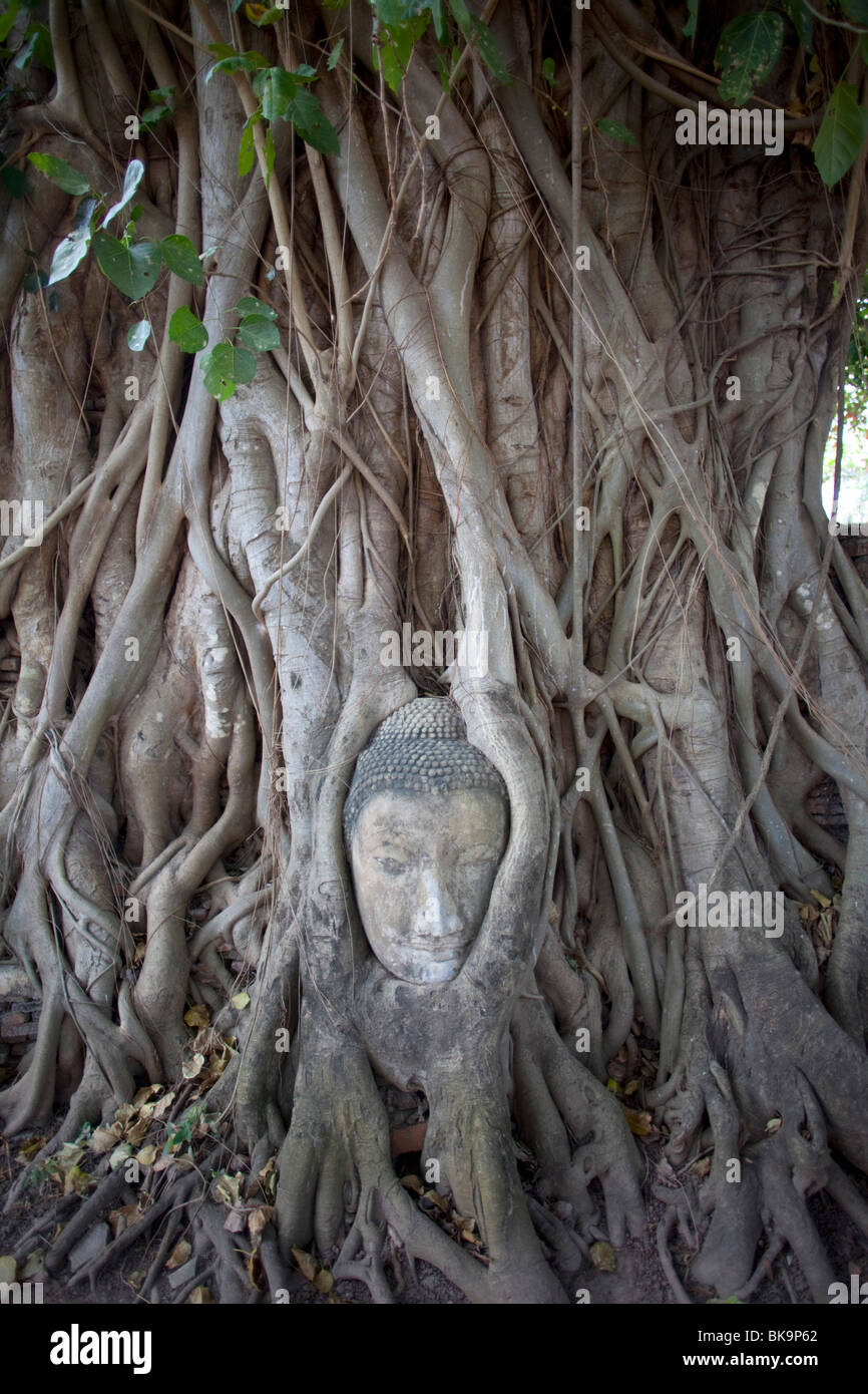 Testa del Budda nelle radici di un albero, Wat Mahathat, al parco storico di Ayutthaya, Ayutthaya, Thailandia Foto Stock