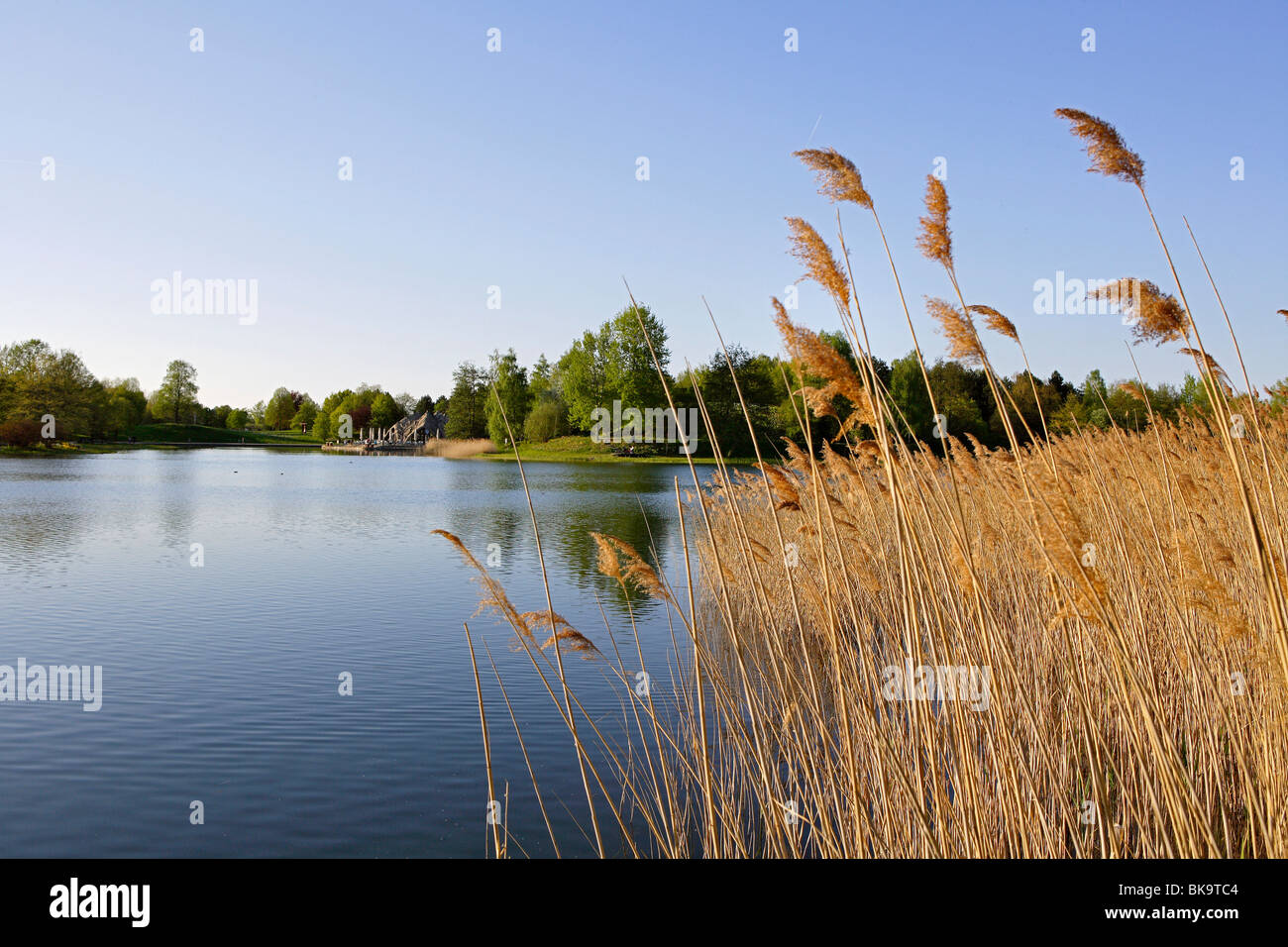 Reeds presso il lago al Britzer Garten giardino a Berlino, Germania, Europa Foto Stock