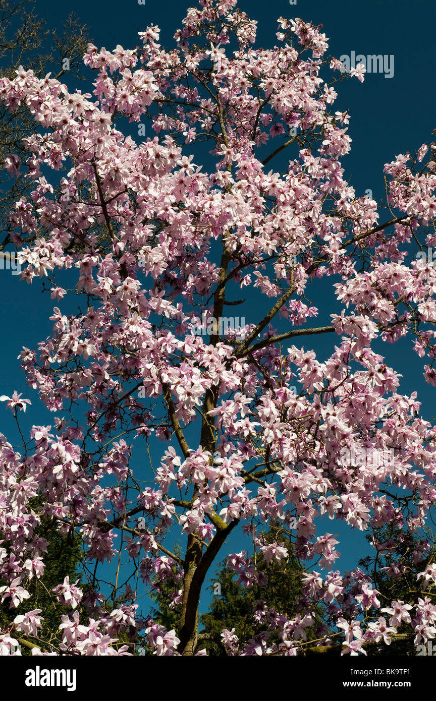 Magnolia campbellii fioritura tree. Regno Unito Foto Stock