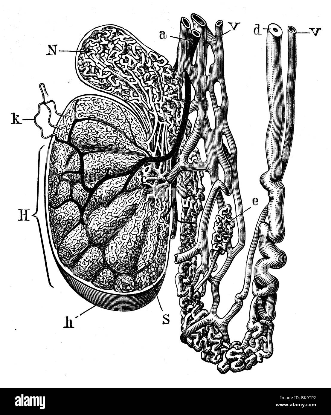 Testicolare tessuto seminifero Foto Stock