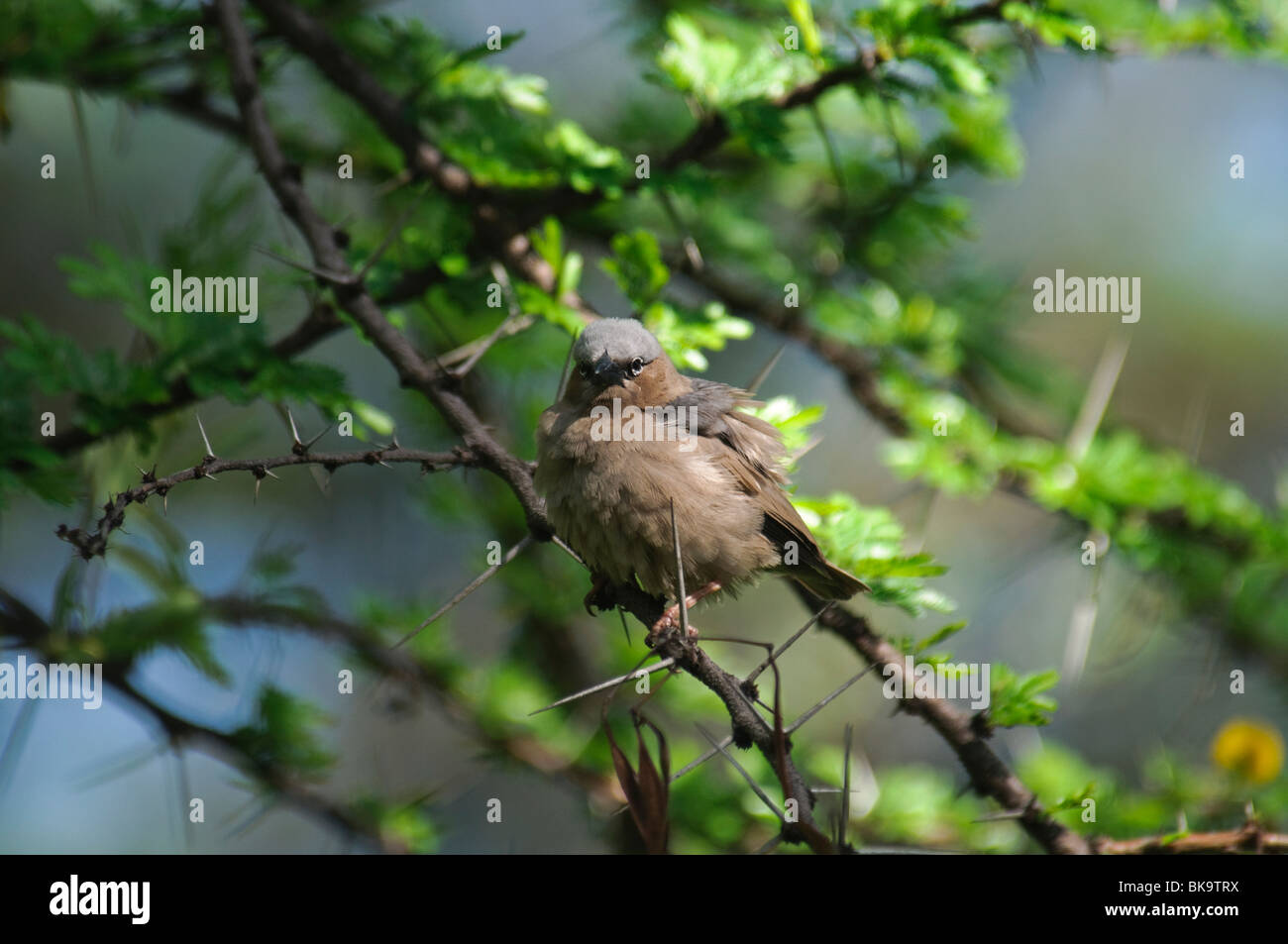 Grigio-capped Social-Weaver Pseudonigrita arnaudi Foto Stock