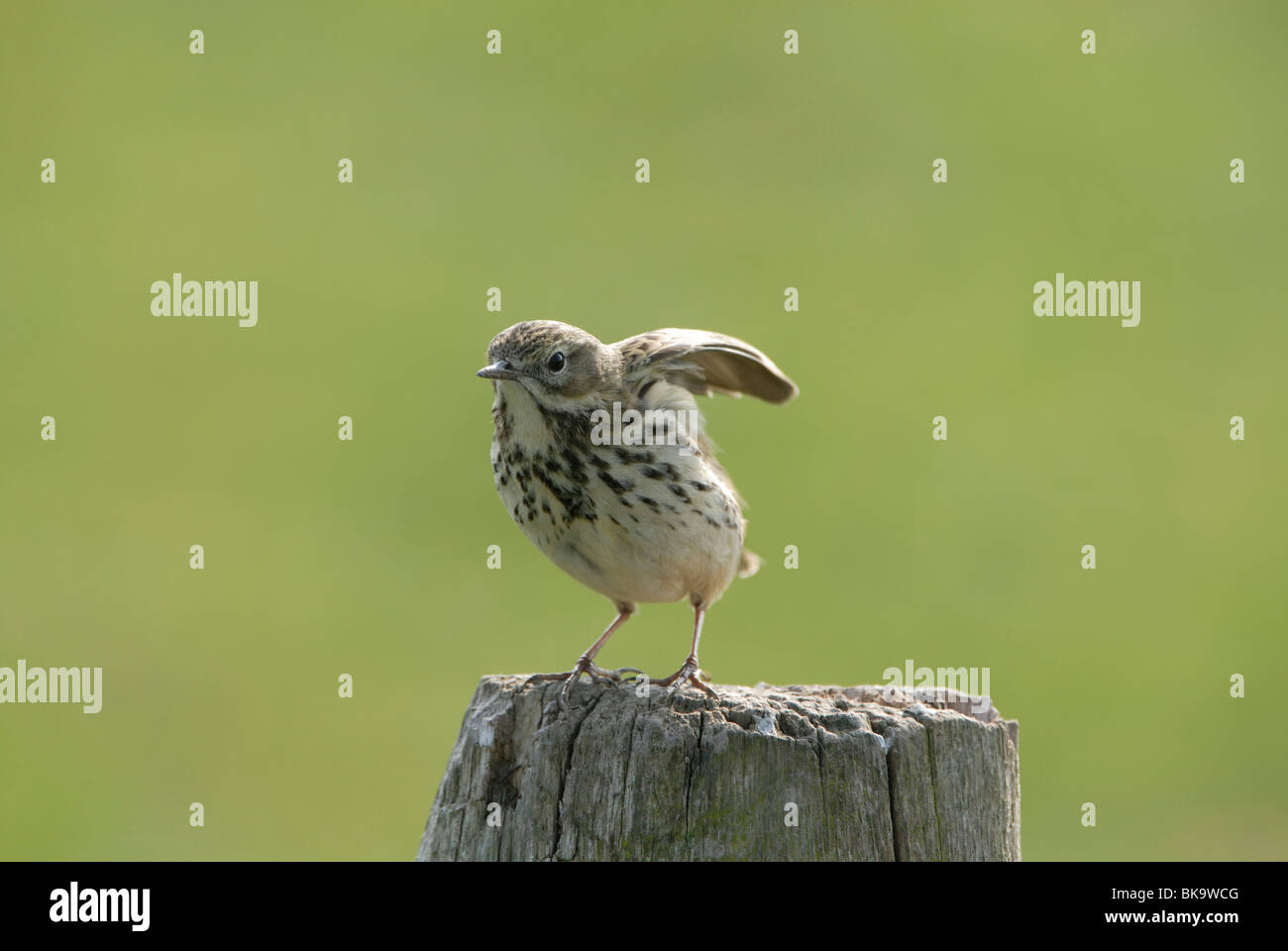 Meadow Pipit con ali sollevato sul palo di legno Foto Stock
