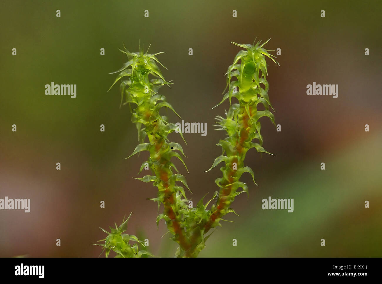 Macro nomeop van haakmos, zijaanzicht. Foto Stock