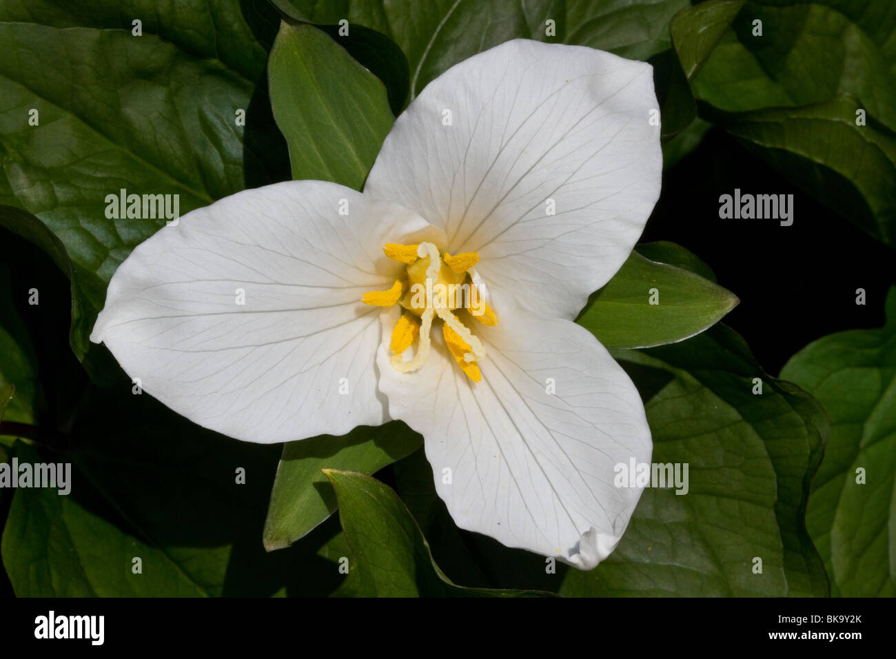 La fioritura dei fiori di Trilliaceae Trillium Erectum, Grandi trillium fiorito, a Dundee Giardino Botanico, Tayside, Scotland, Regno Unito Foto Stock