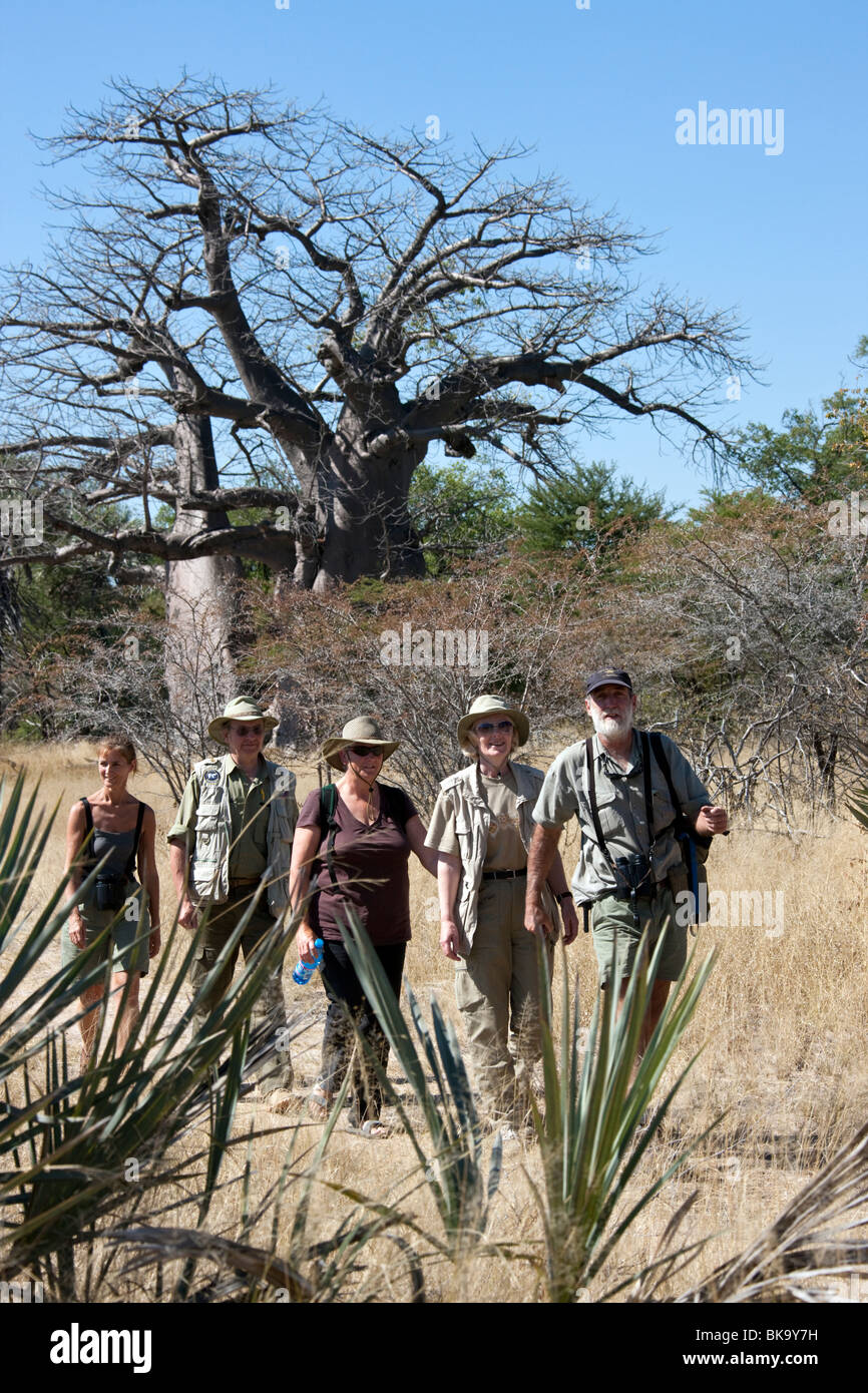 Gruppo di turisti su un safari a piedi passa un vecchio baobab (Adansonia digitata) in la Caprivi Strip in Namibia Foto Stock