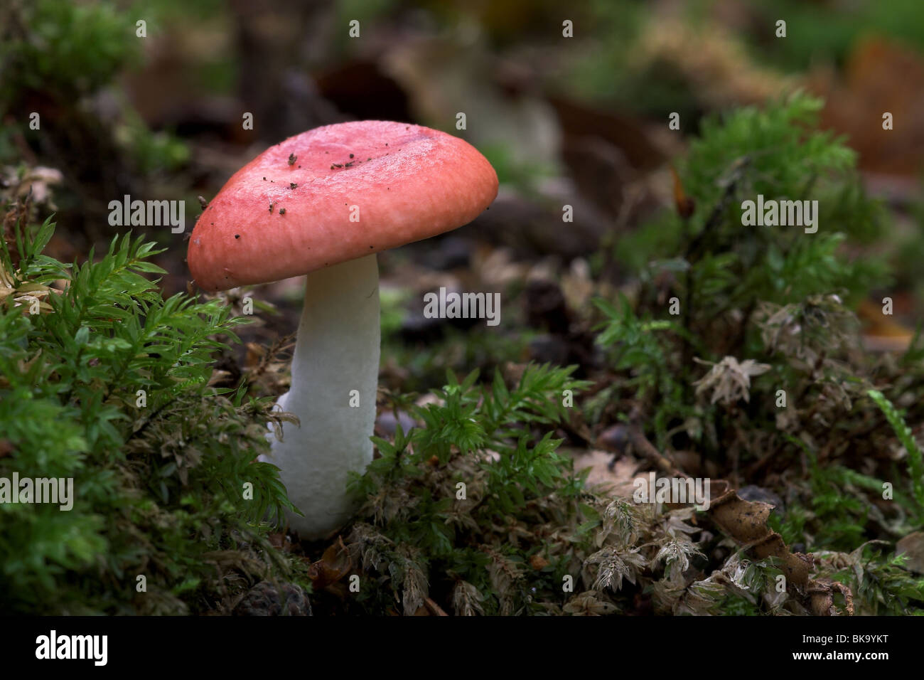 Rosso Russula emetico tra verde muschio Foto Stock