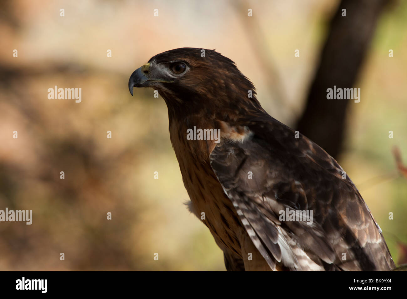 Questo red-tailed hawk presso il fiume Pocomoke parco dello Stato del Maryland è sotto la cura del servizio del parco nazionale. Foto Stock