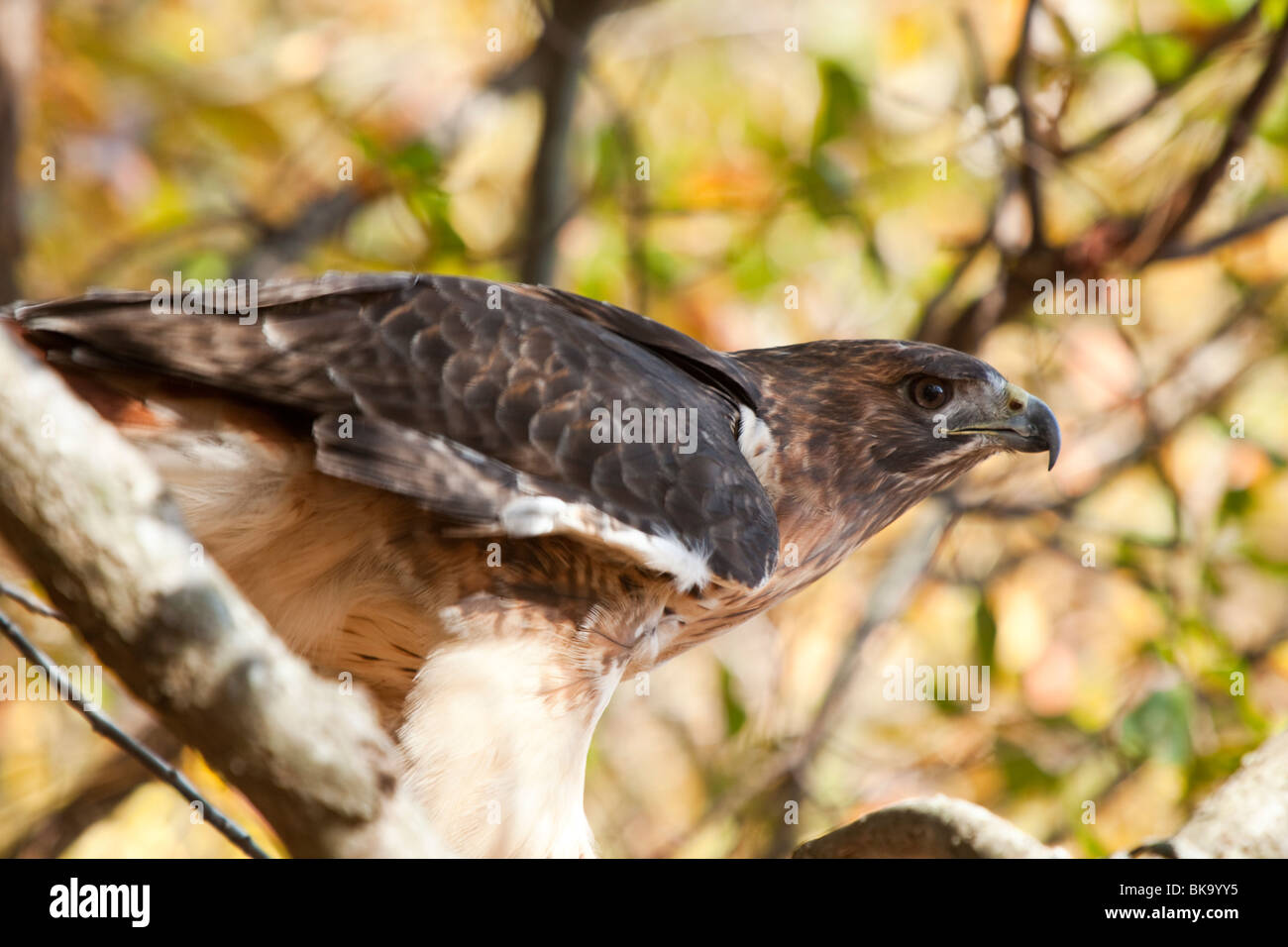 Questo red-tailed hawk presso il fiume Pocomoke parco dello Stato del Maryland è sotto la cura del servizio del parco nazionale. Foto Stock