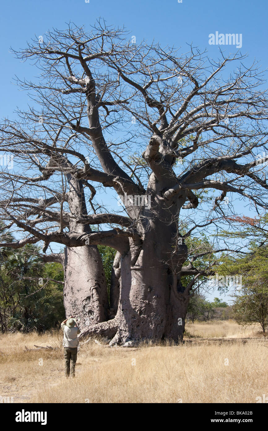 Un vecchio baobab (Adansonia digitata) in la Caprivi Strip in Namibia Foto Stock