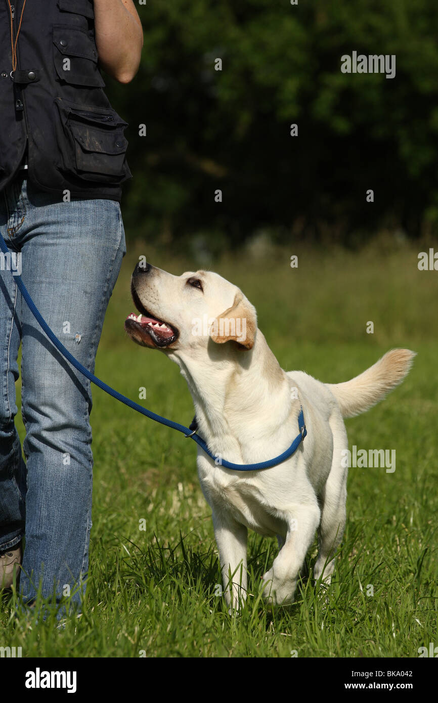 Giovani Labrador Retriever Foto Stock