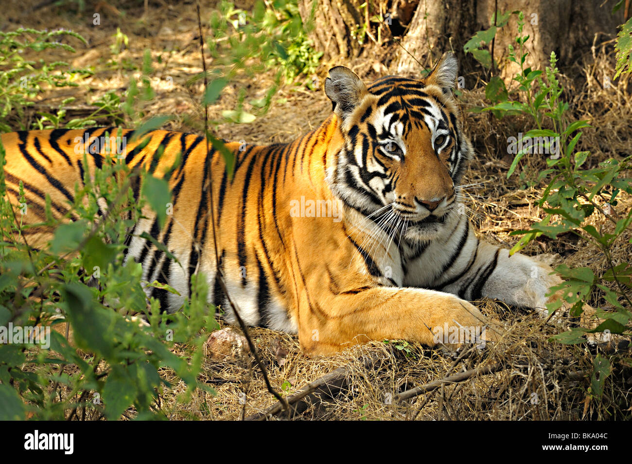 Tiger nella fitta giungla del Parco Nazionale di Kanha Foto Stock