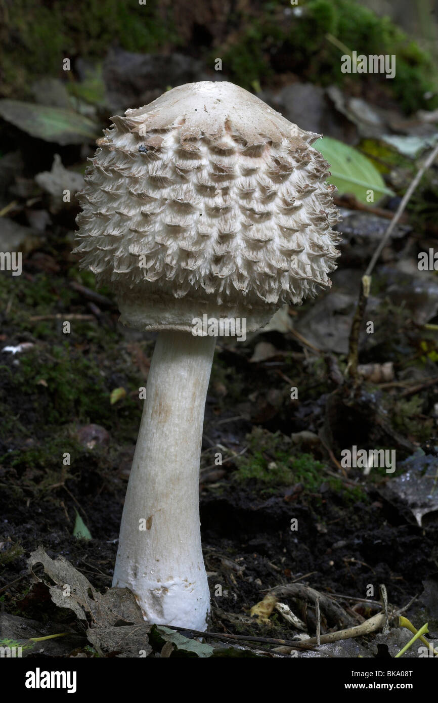 Shaggy Parasol chiuso Foto Stock