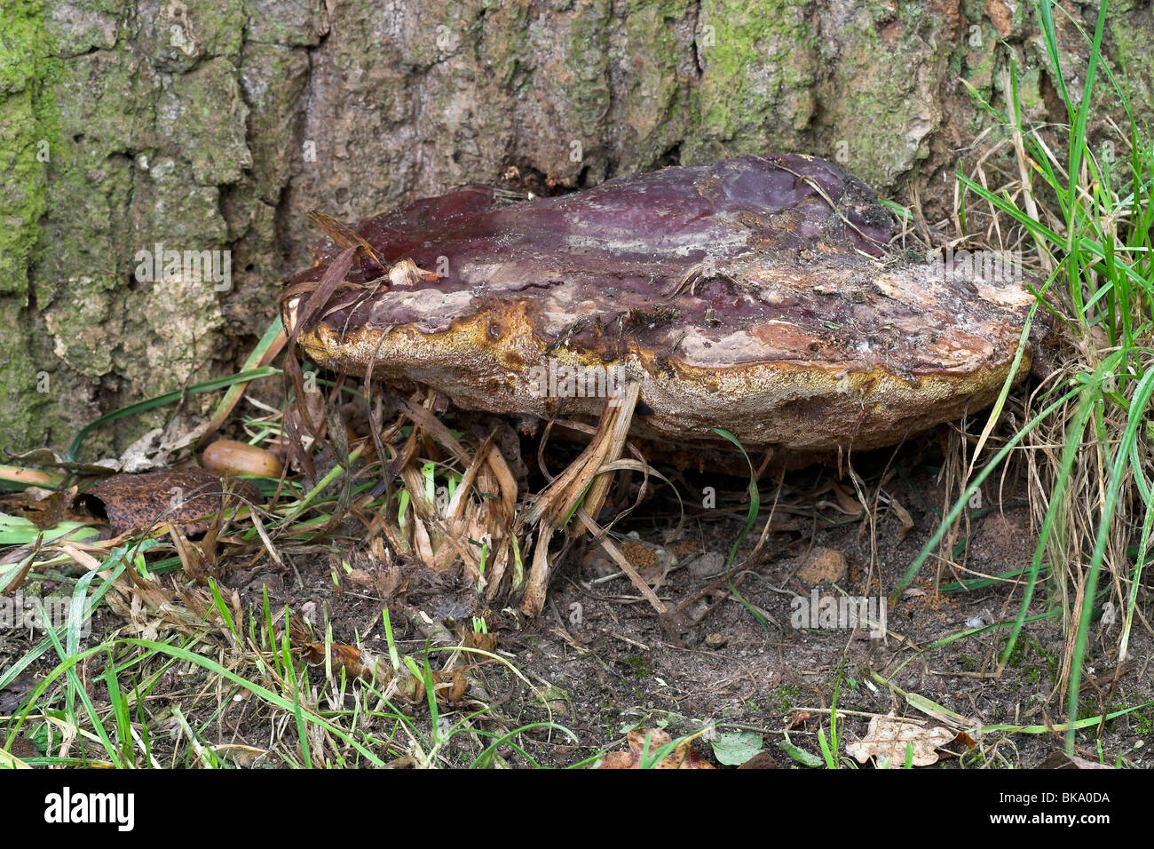 Staffa laccato su oak Foto Stock