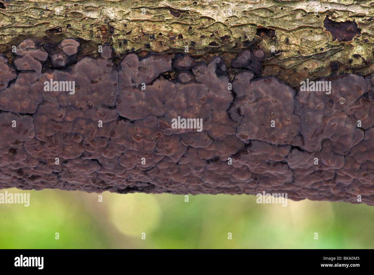 Silverleaf fungo con sfondo verde Foto Stock