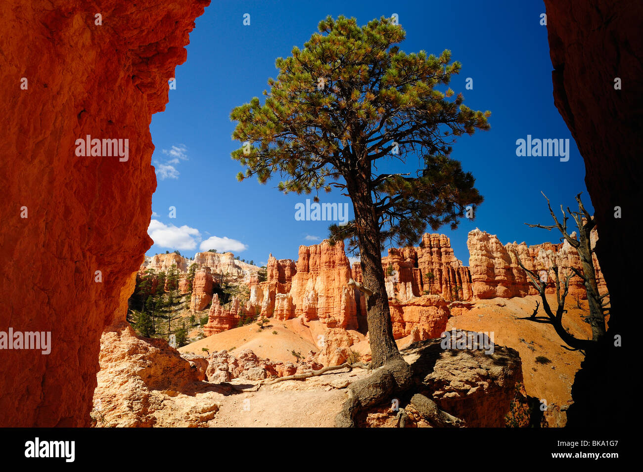 Douglas-fir tree nel Bryce Canyon da un peek boo loop, Utah, Stati Uniti d'America Foto Stock